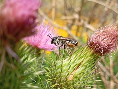 Megachile albisecta